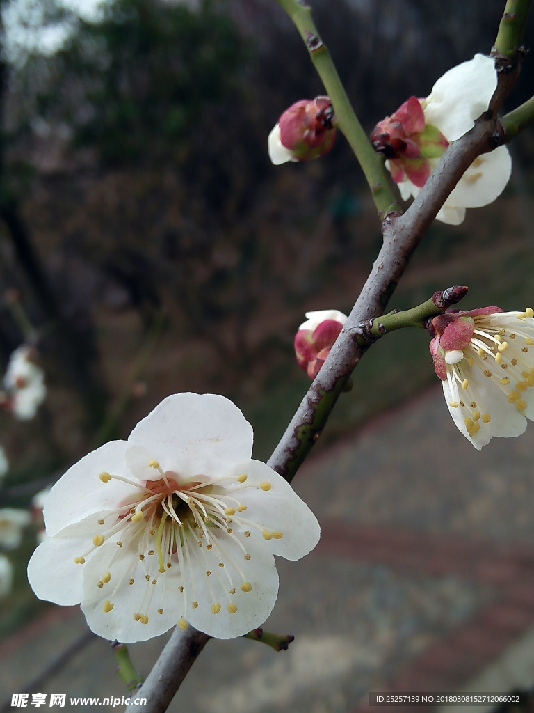 梅花
