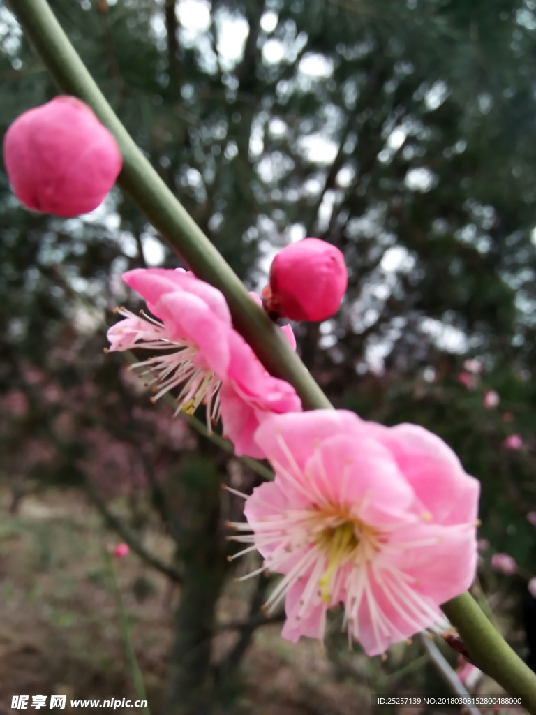 梅花
