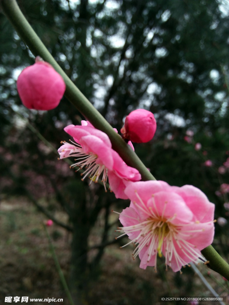 梅花