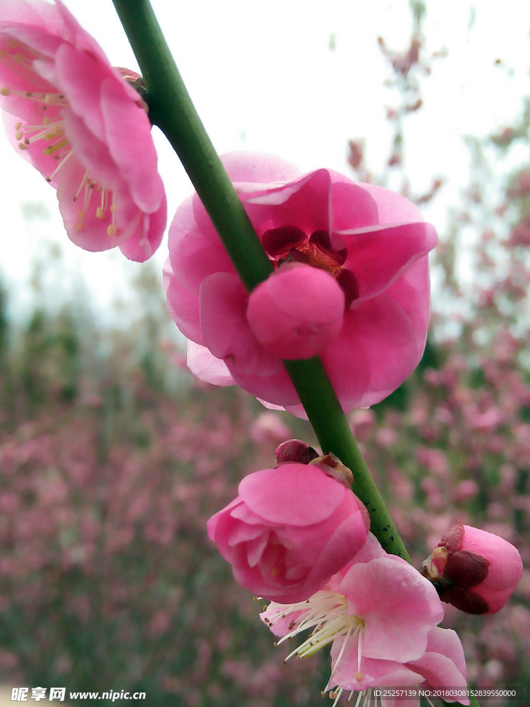 梅花