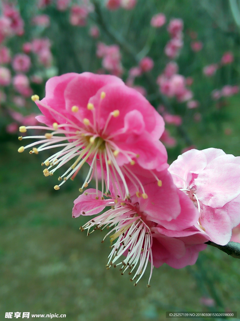 梅花