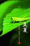 立夏