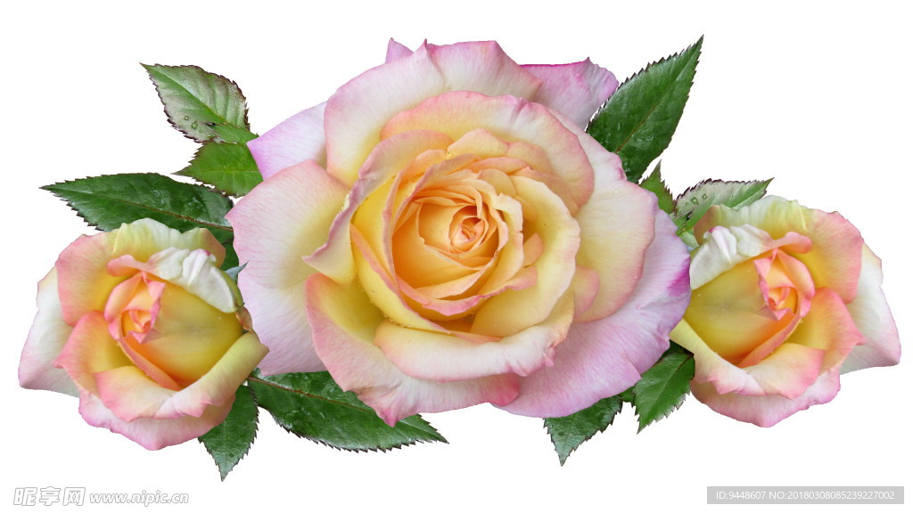 粉色玫瑰花朵唯美图片
