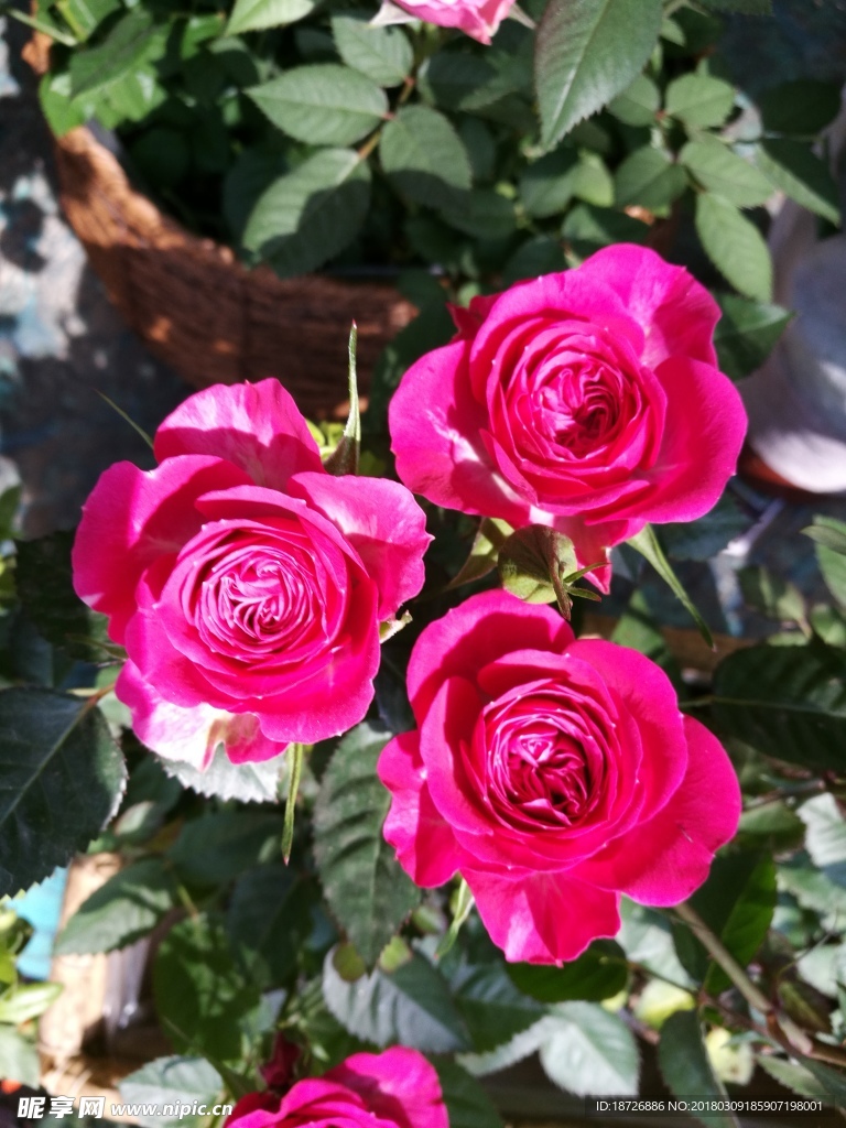 玫瑰花