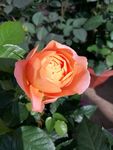 玫瑰花