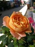 玫瑰花