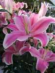 百合花