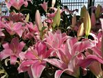 百合花