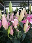 百合花