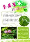 植物小报  含羞草