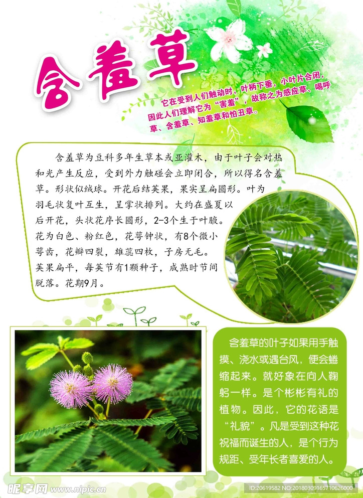 植物小报  含羞草