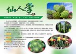 植物简介仙人掌分层