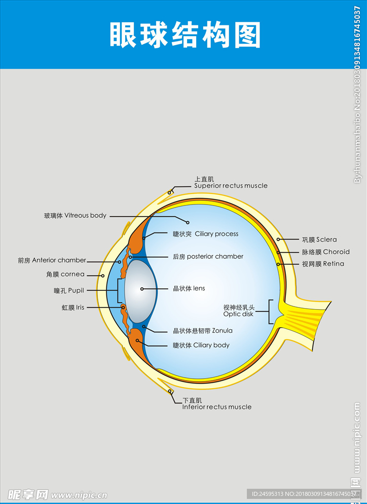 眼球结构图