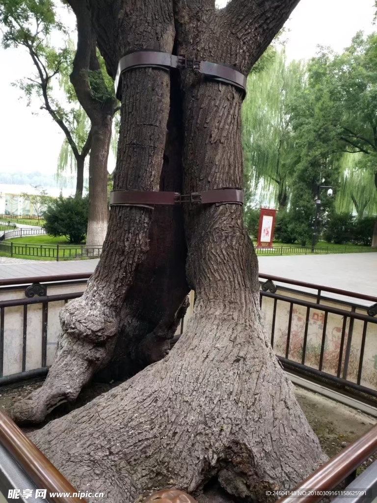 古树
