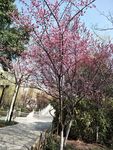 公园小路春花