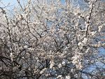 白色杏花枝丫