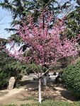 一树繁花