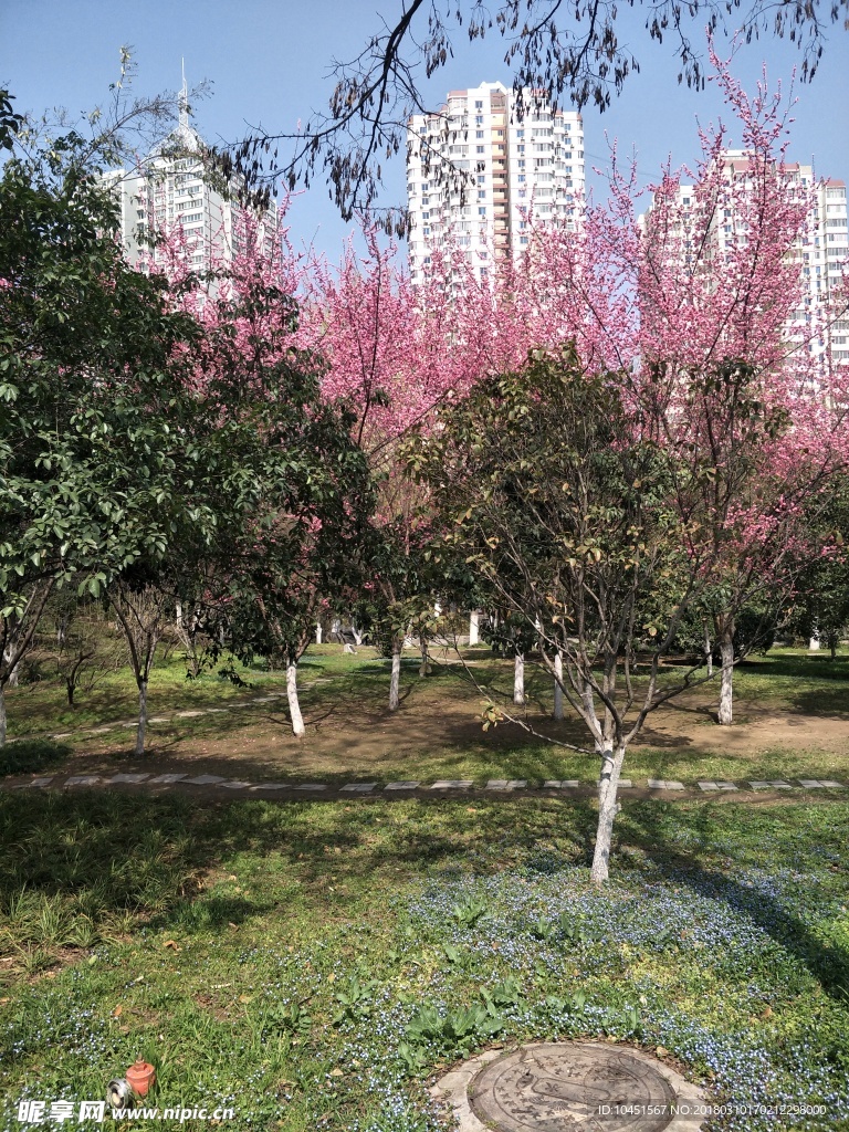 公园春景