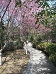 公园小路春花