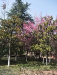 公园小树林