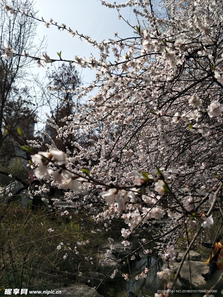 杏花枝丫