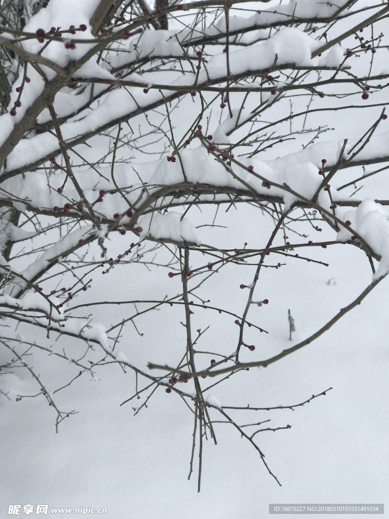 雪景