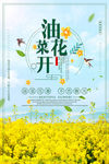 油菜花开