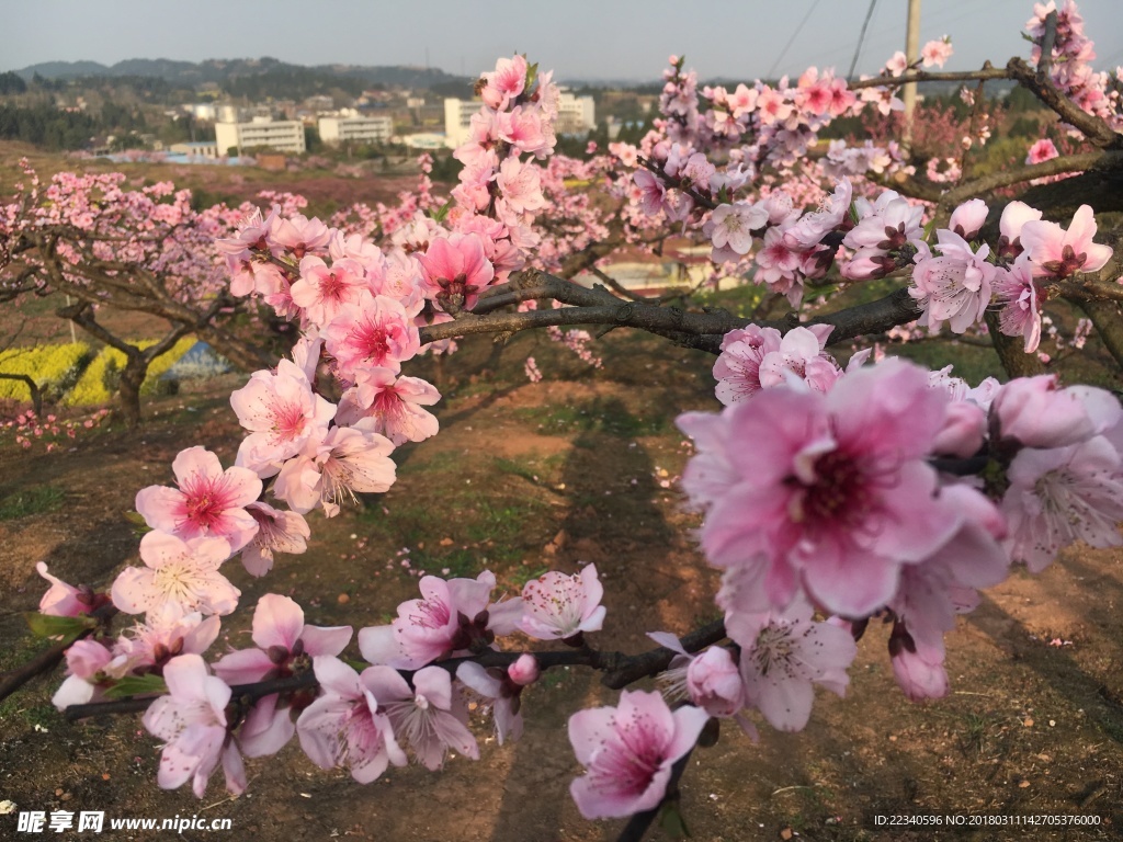 桃花