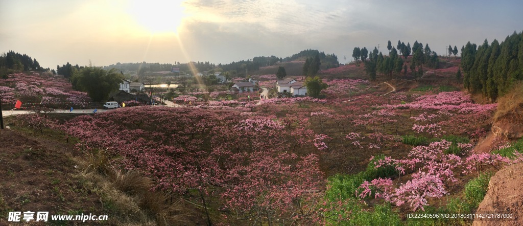 桃花多多开