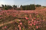 桃花开