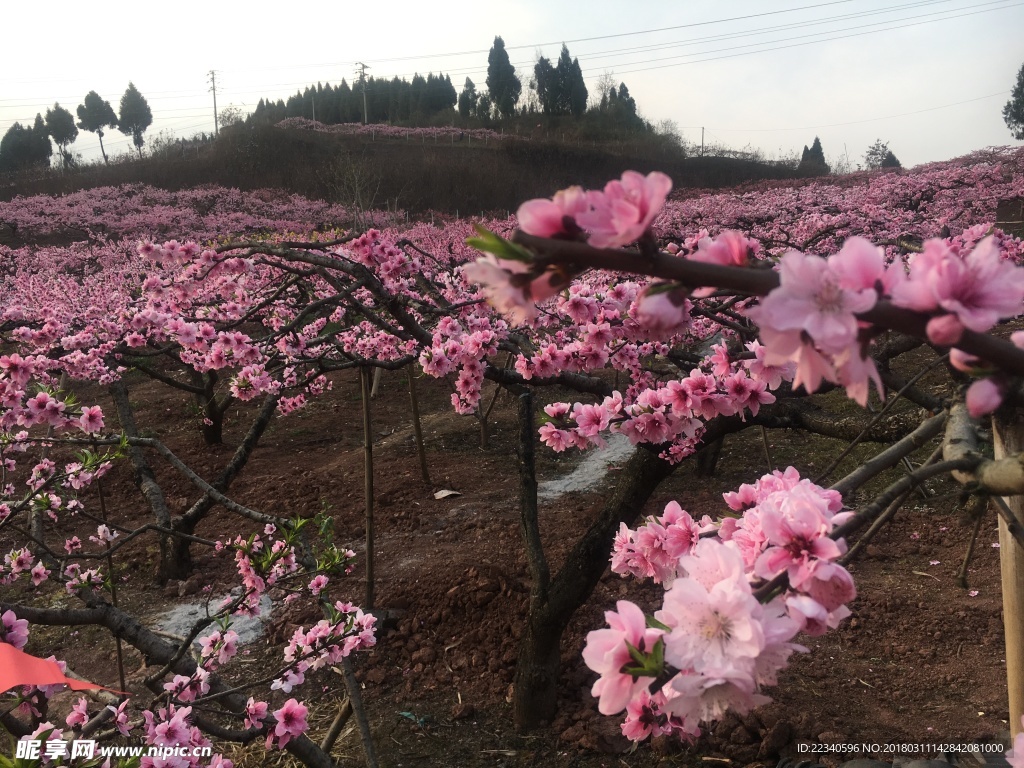 桃花