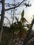 树木