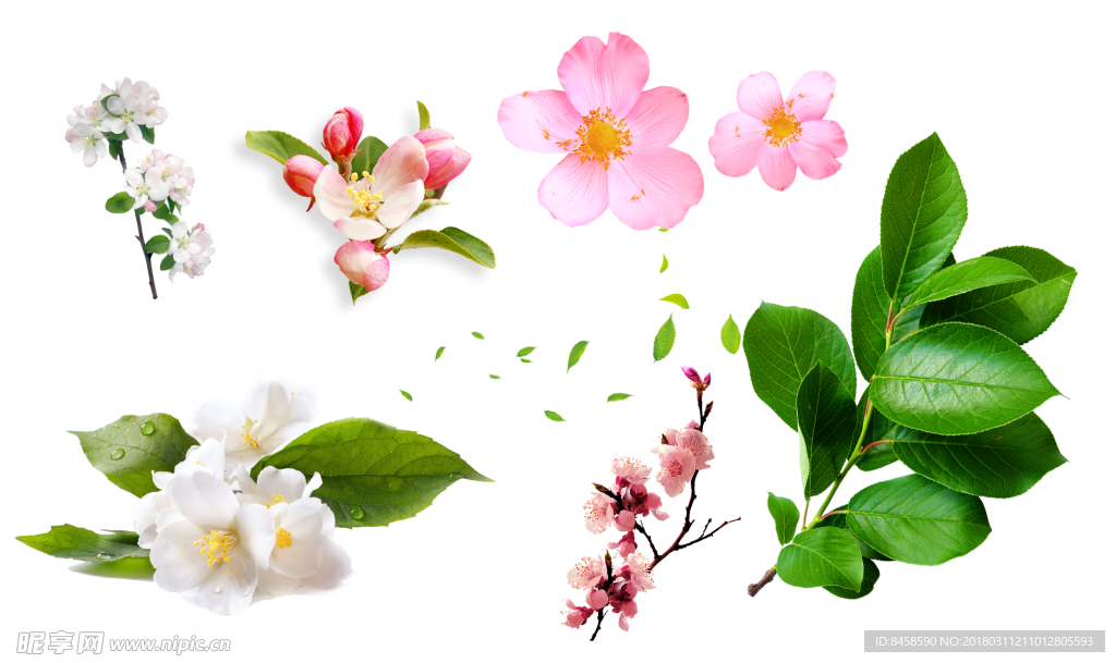 花免扣素材