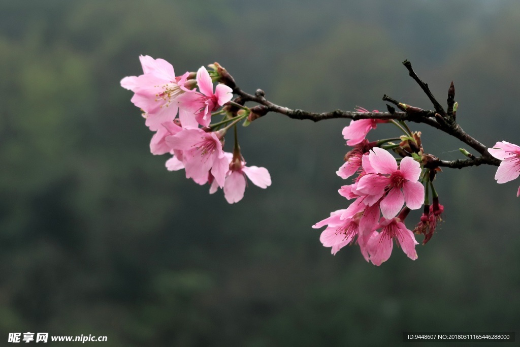 樱花枝樱花壁纸图片