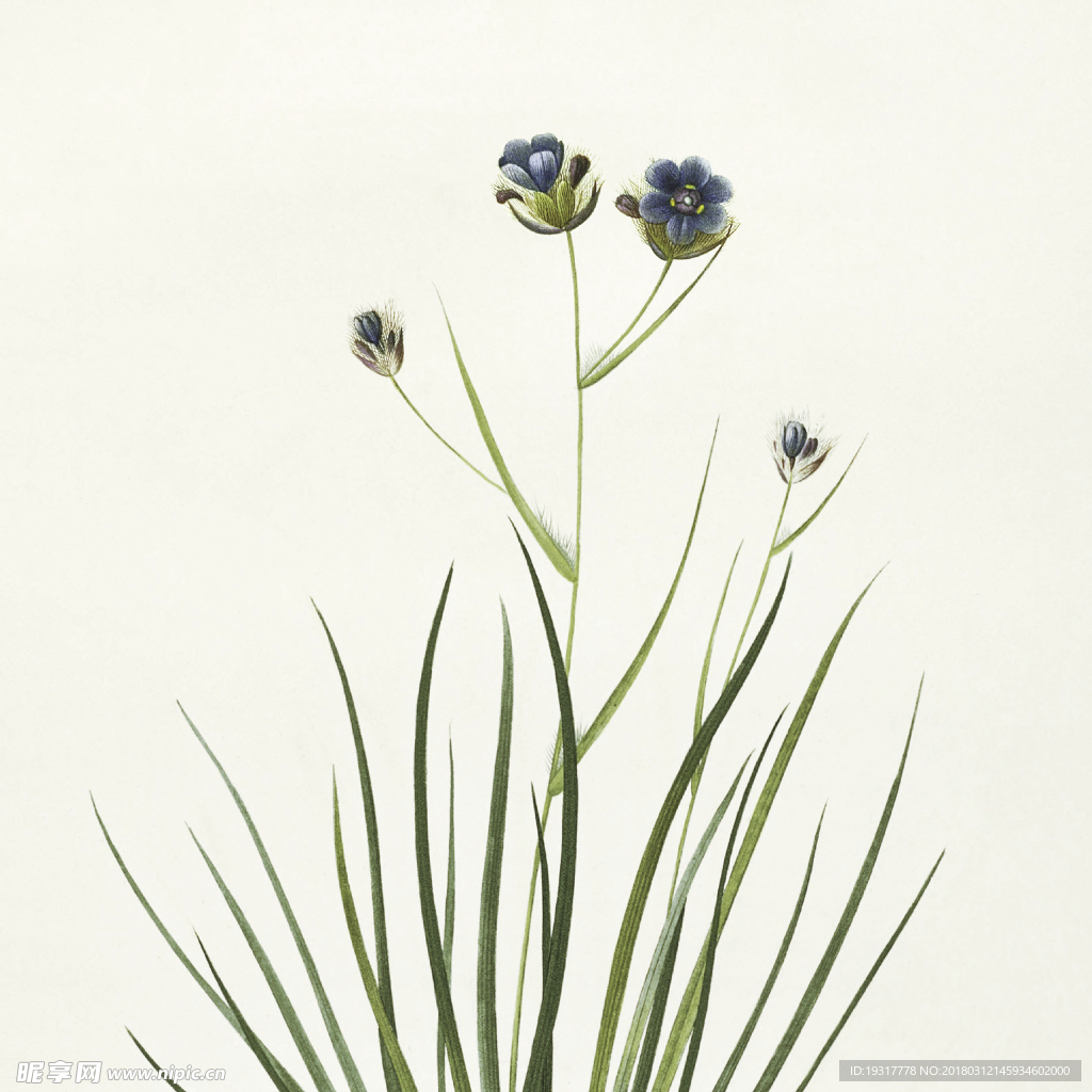 手绘植物花草 无框画