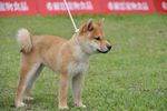 柴犬