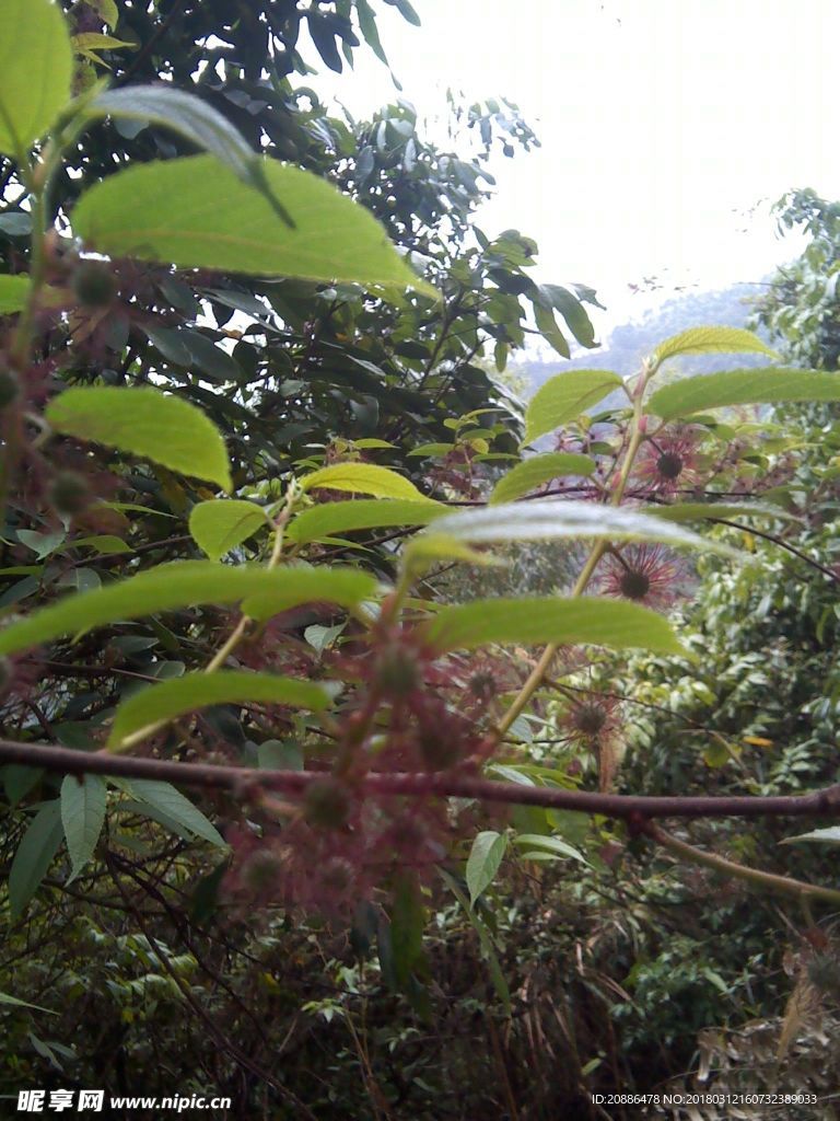 荔枝树