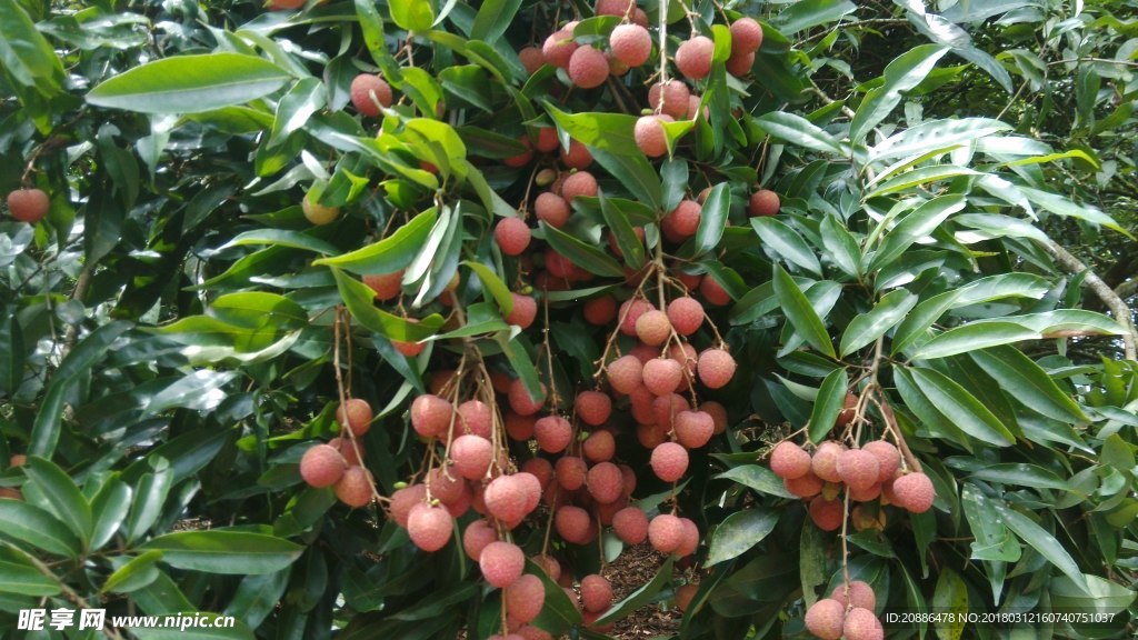 荔枝树