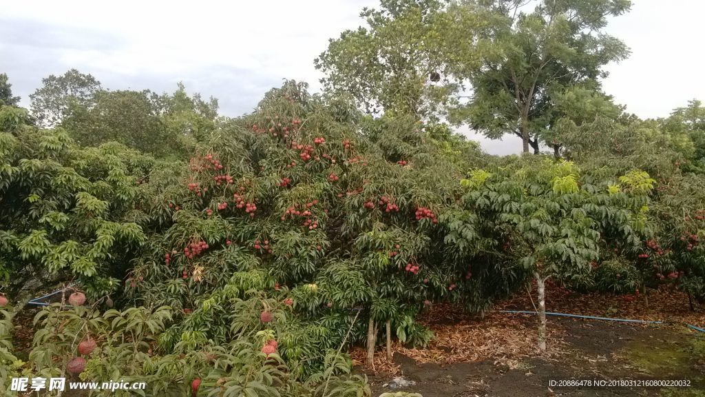 荔枝树