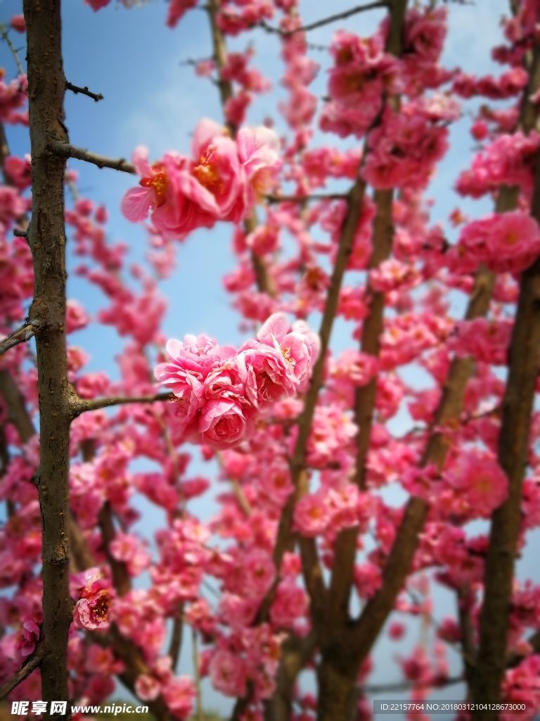 桃花