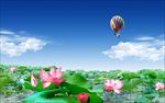 荷花图