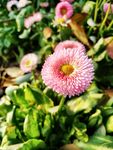 花图片