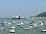 海上泡沫