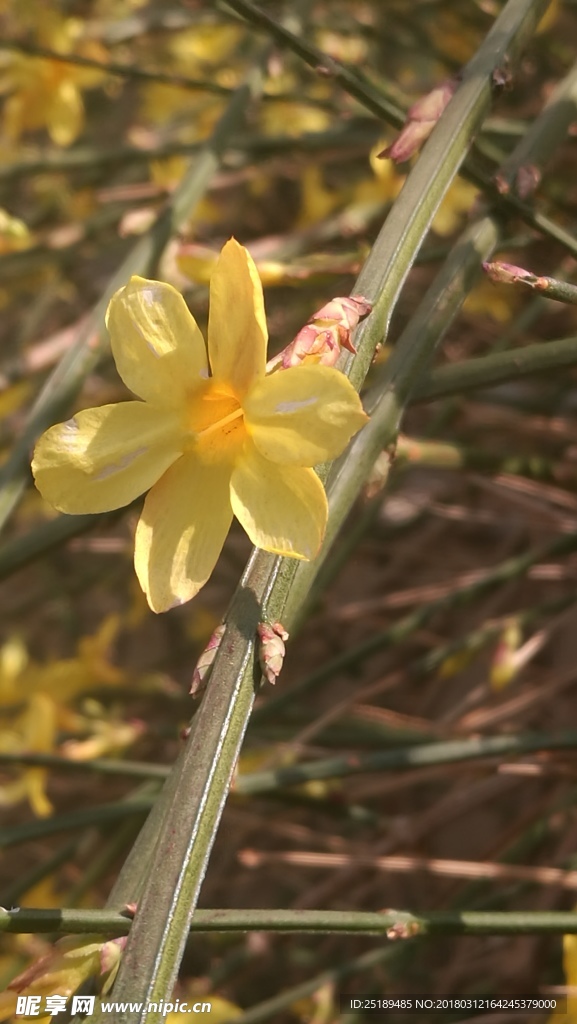 迎春花