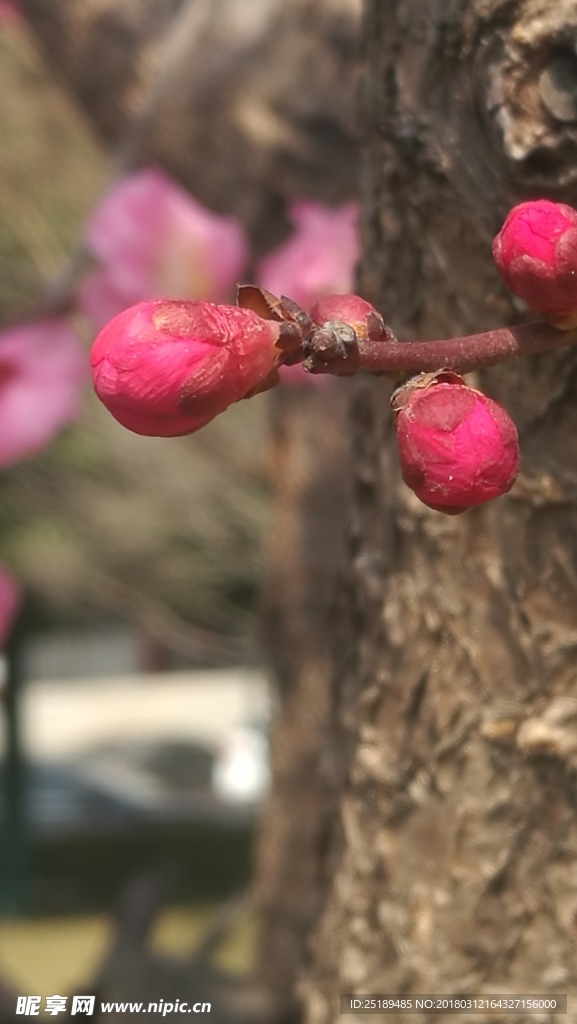 花蕾