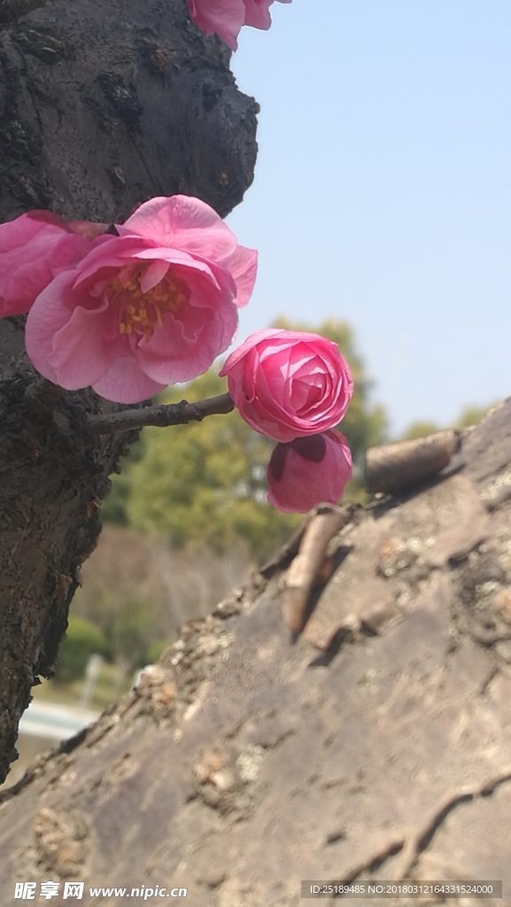 春天的花朵