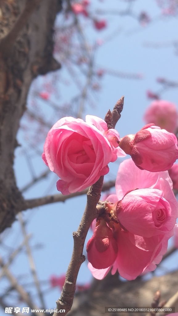 春天的花朵