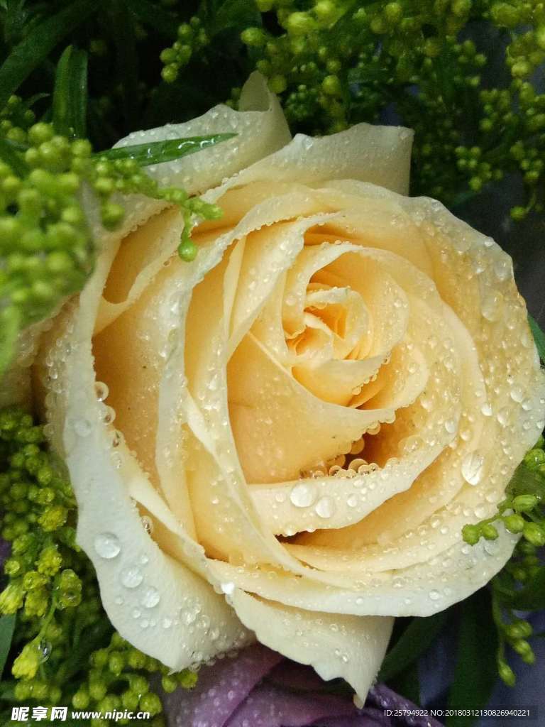 玫瑰花