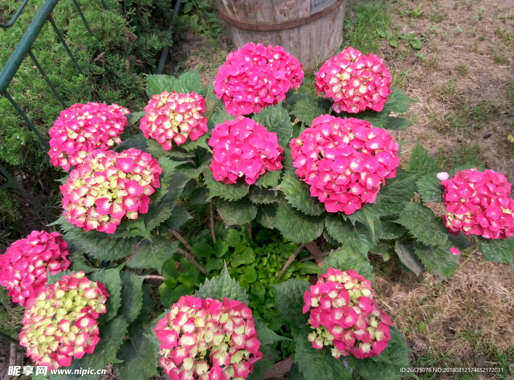 绣球花