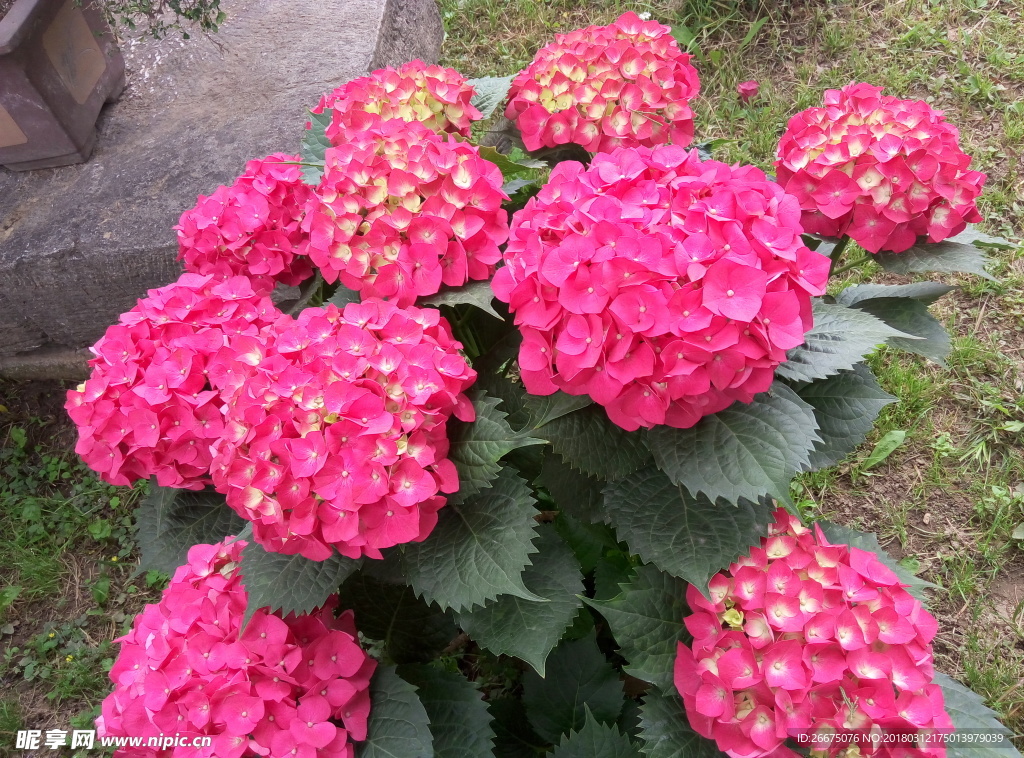 绣球花
